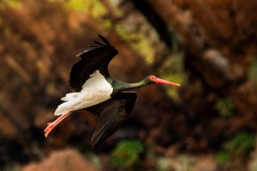 Cigüeña Negra Parque Nacional De Monfragüe