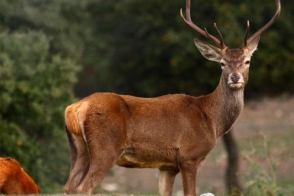Mamíferos Parque Nacional De Monfragüe